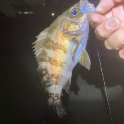 ちょっと偵察。