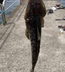 カサゴしか釣れない