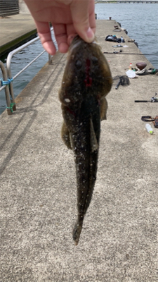 カサゴしか釣れない