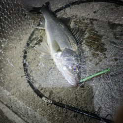 シーバスバチパターン