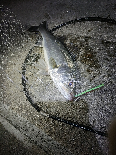 シーバスバチパターン