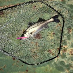 いいタイミング