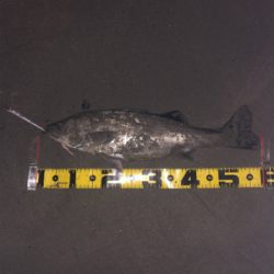 親父たちの釣行 シーバス編