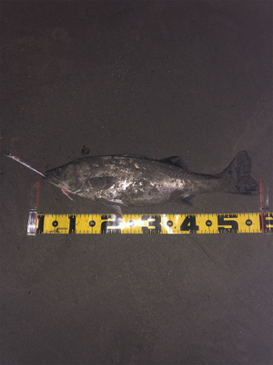 親父たちの釣行 シーバス編