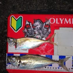 アジング練習 293