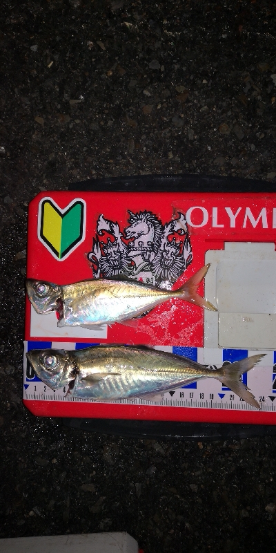 アジング練習 293