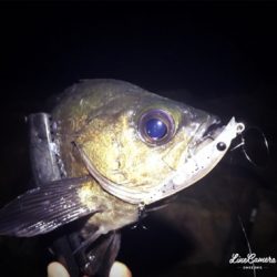 爆風メバリング