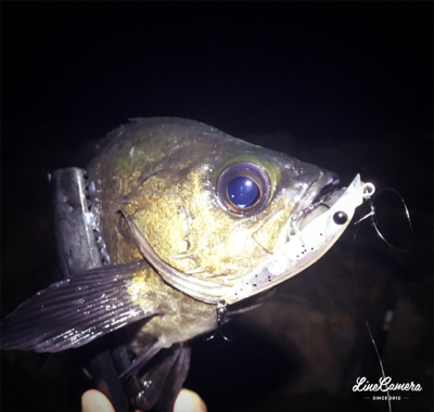 爆風メバリング