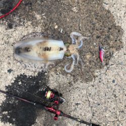 昼からのエギング！