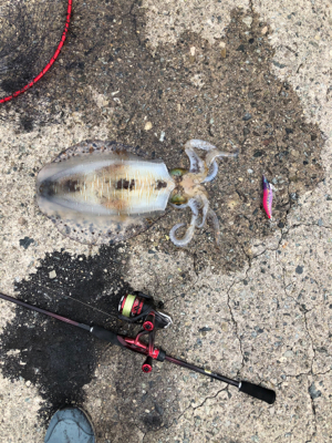 昼からのエギング！
