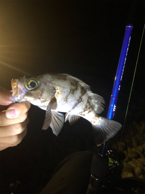 マーブルビーチでメバリング