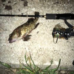 ハイブリッド釣法