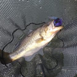 色々なルアーで