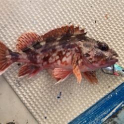 スーパーライトジギング