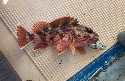 スーパーライトジギング