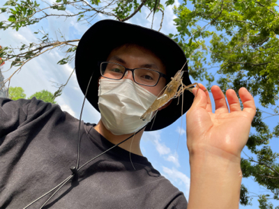 荒川　テナガエビ