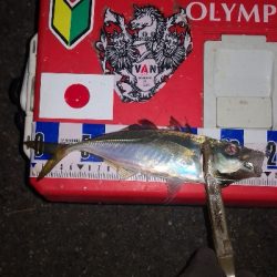 アジング練習 294