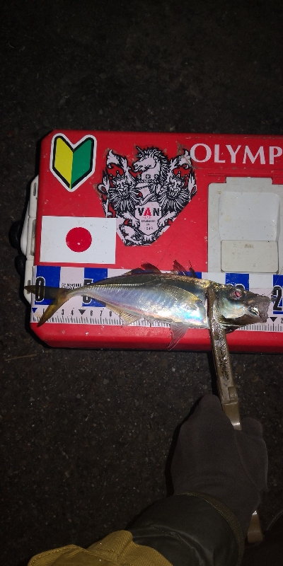 アジング練習 294