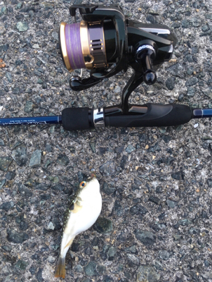 サンセット釣行❗️