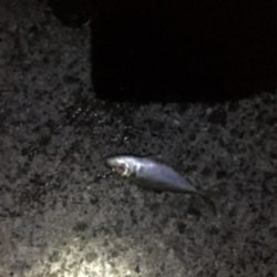 ボラの泳がせでアオリイカ！