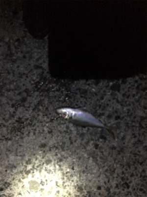 ボラの泳がせでアオリイカ！