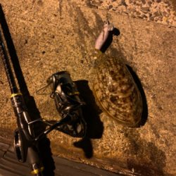 コウイカの釣果が上がり始めました