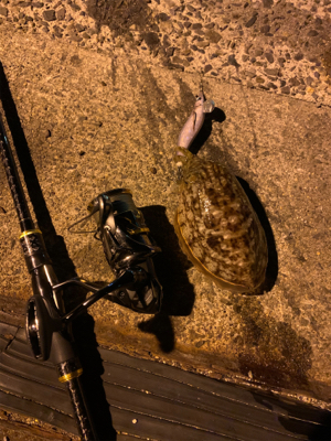 コウイカの釣果が上がり始めました