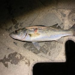 シーバスフィッシング