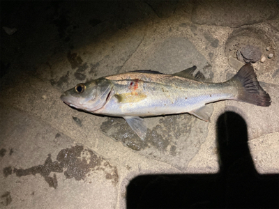 シーバスフィッシング