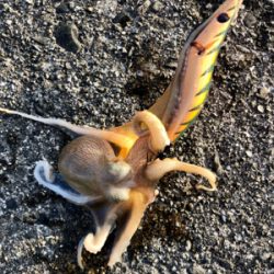 イカ釣り