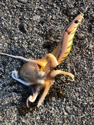 イカ釣り
