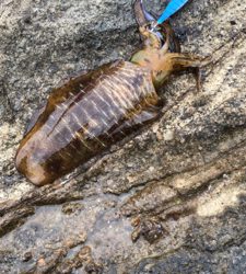 春イカシーズン到来