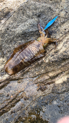 春イカシーズン到来