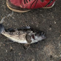 チヌ、キビレ、ハネ、ソイ