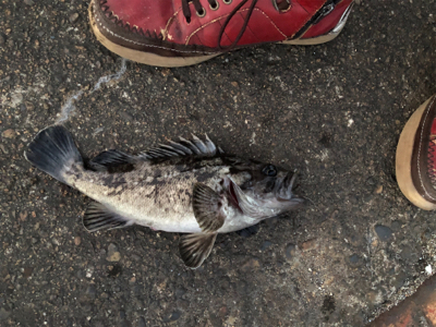 チヌ、キビレ、ハネ、ソイ