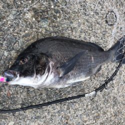 狙いとは違った珍客