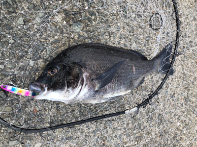 狙いとは違った珍客