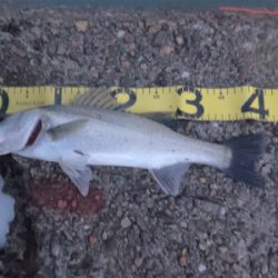 九頭竜川河口でシーバス連発