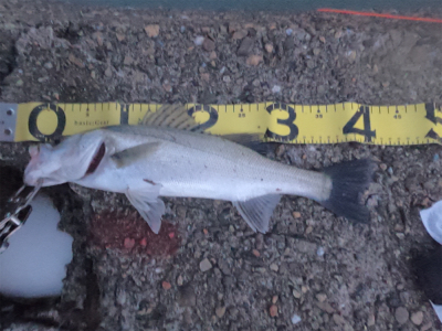 九頭竜川河口でシーバス連発