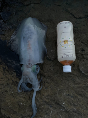 久しぶりのヤエン