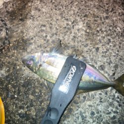 アジ居りました