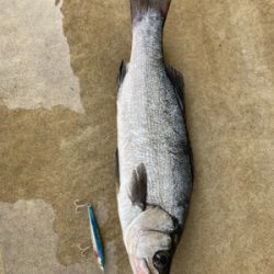 薄いサラシからヒラスズキ