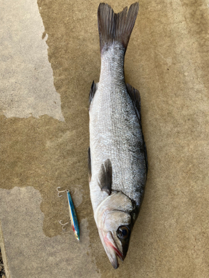 薄いサラシからヒラスズキ