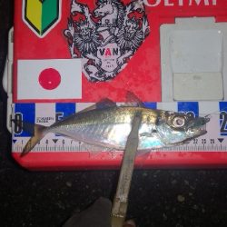 アジング練習 295