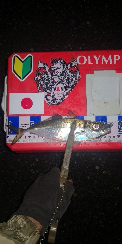 アジング練習 295