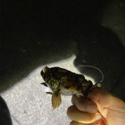 根がかり、虫、のちカサゴ！