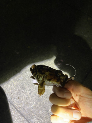 根がかり、虫、のちカサゴ！