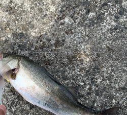 まさかのシーバス