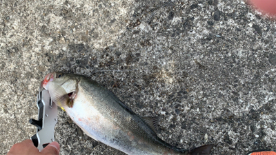 まさかのシーバス