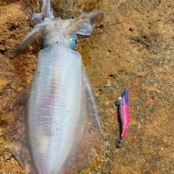 こんな所でアオリイカ!?